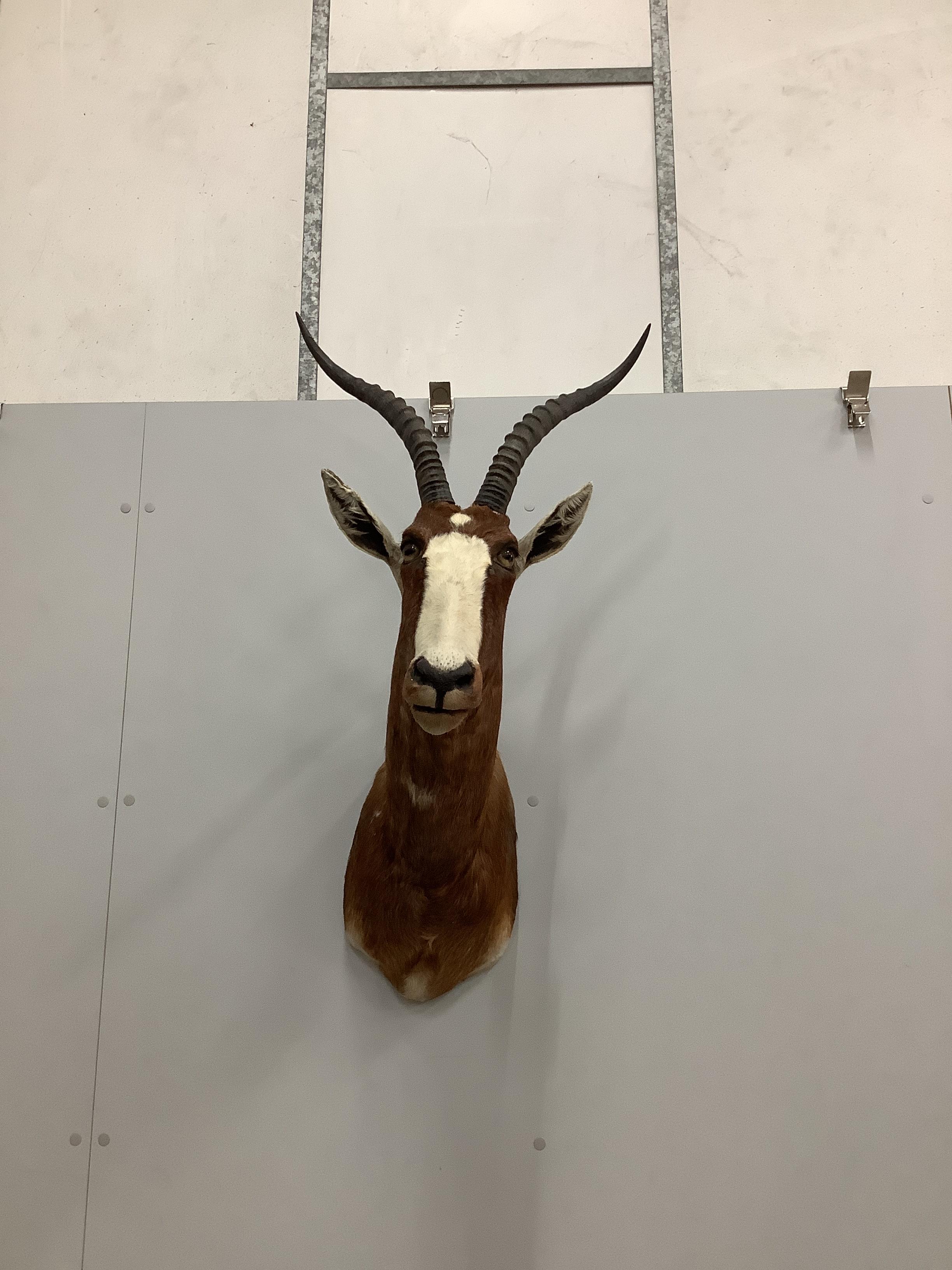 A taxidermy Red Hartebeest head and a Blesbok head, largest height 110cm